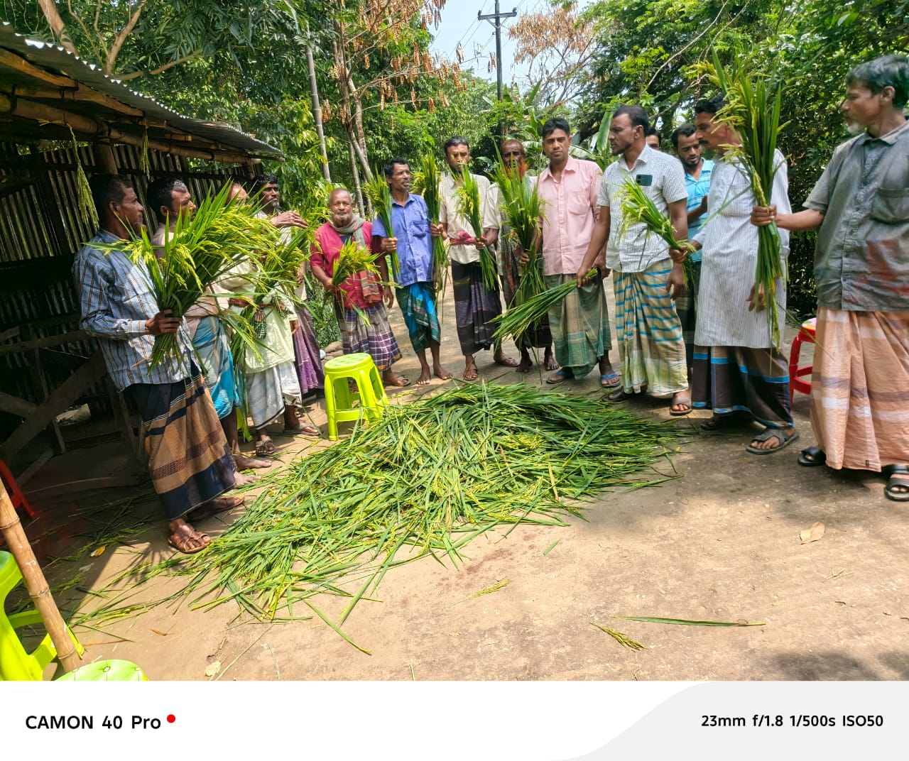 সুনামগঞ্জের রহমতপুরে কৃষকের ১বিগা জমির কাচাঁধান কেটে জমির ফসল নষ্ট করেছে দুর্বৃত্তরা