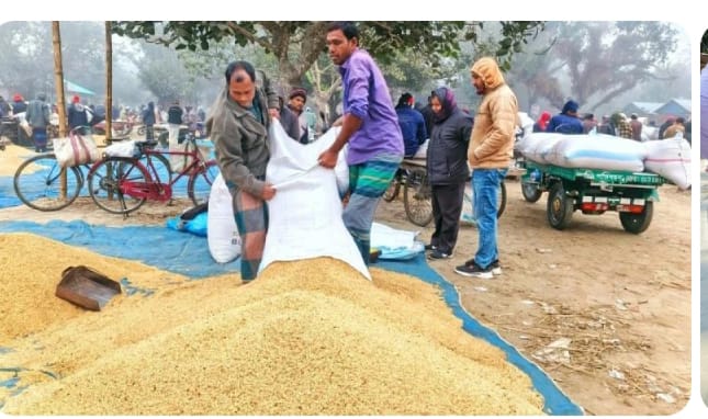 ধানের ন্যায্যমূল্য না পেয়ে দিশেহারা কৃষক, বাজারে বাড়ছে উদ্বেগ